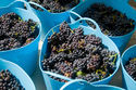 Grape Crushing Festival